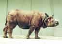 動物図鑑・インドサイ 2